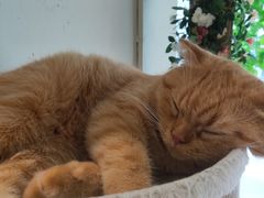 -藏猫猫咖啡主题馆(中央大道店)