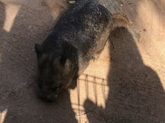 -费瑟代尔野生动物园