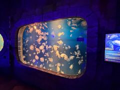 -迪拜水族馆及水下动物园