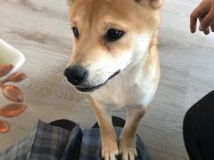 -浣熊柯尔鸭土拨鼠·电玩咖