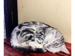 -猫咪博物馆(顶澳仔猫街店)