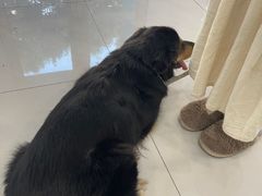 -小伙伴宠物医院·CT·骨科·眼科(高新店)