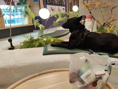 -帕帕拉兹宠物(亚洲旗舰店)