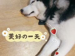 -Husky Go! 哈士奇体验馆·宠物咖啡厅狗咖