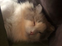 -猫猫幼稚园·撸猫·桌游·电玩
