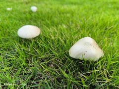 -武汉紫薇都市田园