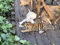 -广州长隆野生动物世界