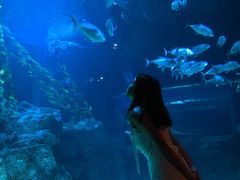 -暹罗海洋世界