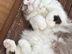 -这儿没有猫·猫咖萌宠馆·撸猫