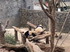-都江堰中华大熊猫苑