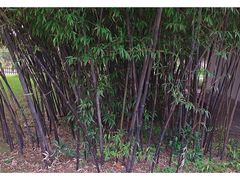 -橘子洲景区
