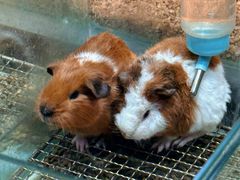 -青石桥花鸟鱼虫市场(叠翠城店)