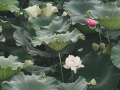 -黄兴公园