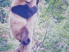 -都江堰中华大熊猫苑