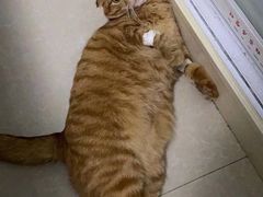 -伟伟宠物医院·瑞派猫友好医院·猫科(光谷店)