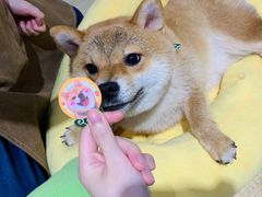 -逗柴咖啡屋·狗咖猫咖宠物桌游