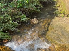 -广州白江湖森林公园