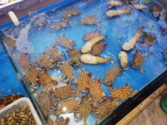 -俏东方·海味水饺·青岛菜(崂山店)