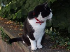 -布里斯托尔国际热气球节