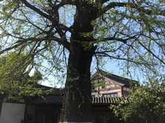 -常熟方塔园
