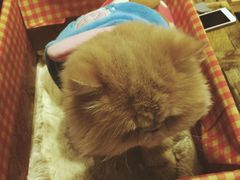 -小时光咖啡馆(开森度假森林店)