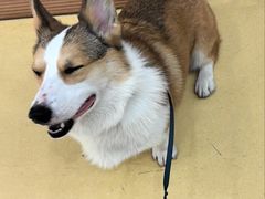 -芭比堂动物医院·犬猫全科·异宠专科(雁塔分院)