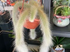 -溪岸路花鸟市场