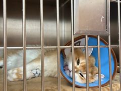-瑞派康怡24h宠物医院·犬猫医疗中心·微创绝育(瑞景分院)