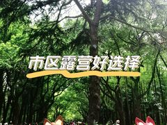 -上海共青森林公园