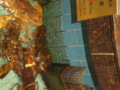 珍宝蟹-西贝海鲜汇(槐安路店)