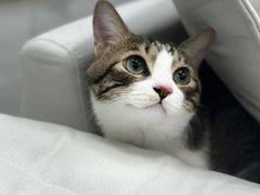 -爱洗澡的猫(天河路店)