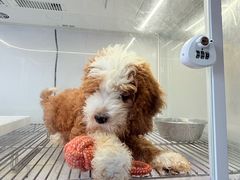 -翊宠yipet猫狗购宠庄园犬舍•猫舍