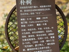 -朴园