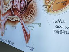 -自然之声助听器·呼吸机(康桥旗舰店)