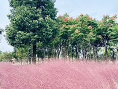 -南湖湿地公园
