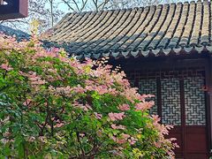 -秋霞圃
