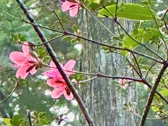 -东天目山风景区