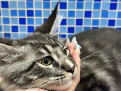 -瑞鹏宠物医院·宠保定点·心脏科·内科(御桥分院)