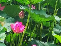 -长春市南湖公园