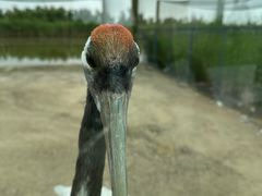 -盐城丹顶鹤湿地生态旅游区