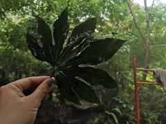 -腾冲洞山温泉村