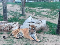 -北京野生动物园