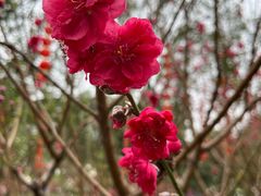 -桃花涧