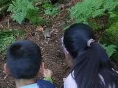 -五营红松林海景区