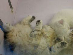 -喵的天空名猫咖啡馆·撸猫·猫舍·用品