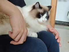 -Catmate·猫肥家润(金润铂宫店)