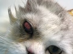 -达爱动物医院·犬猫分区·CT·复杂眼科(远洋山水分院)