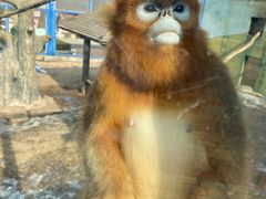 -大连森林动物园