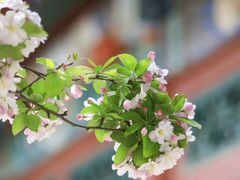 -海棠花溪(元大都城垣遗址公园)