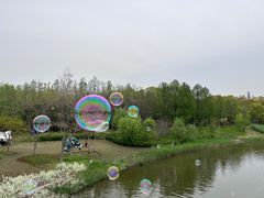 -上海长兴岛郊野公园